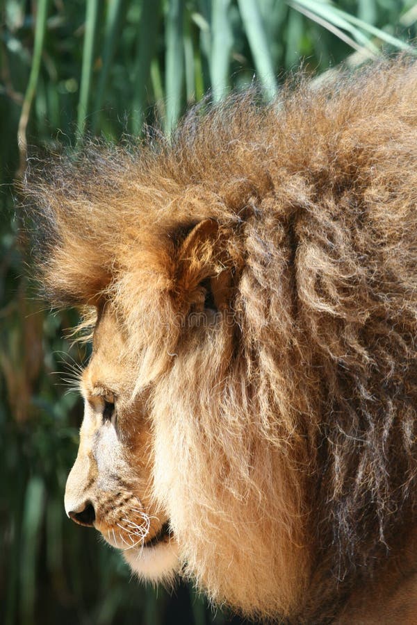 Male lion head