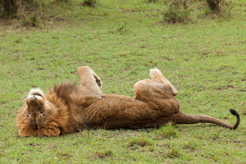 A male lion on his back stock image. Image of male, lion - 109842509