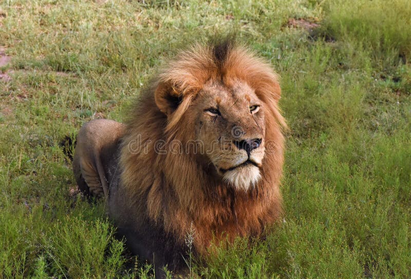 804 Lion Lying Down Grass Stock Photos Free & RoyaltyFree Stock