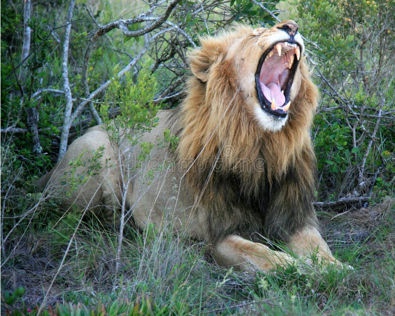 Male lion lying on grass facing camerawith mouth open showing teeth and mouth.  Front paws visible.  Green grass and trees in the background. Male lion lying on grass facing camerawith mouth open showing teeth and mouth.  Front paws visible.  Green grass and trees in the background.