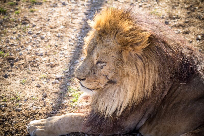 Male Lion stock image. Image of face, extinction, hunt - 36228899