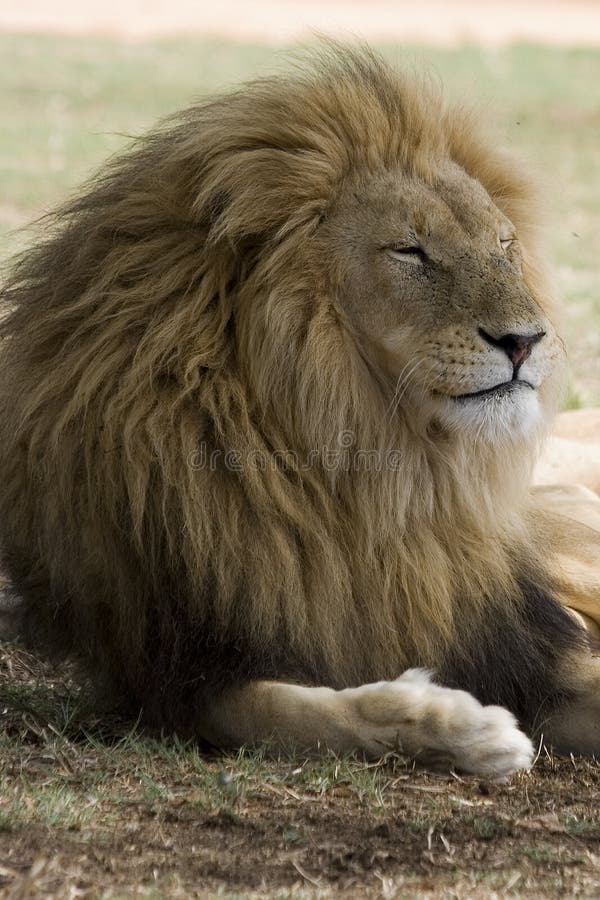 Male Lion resting