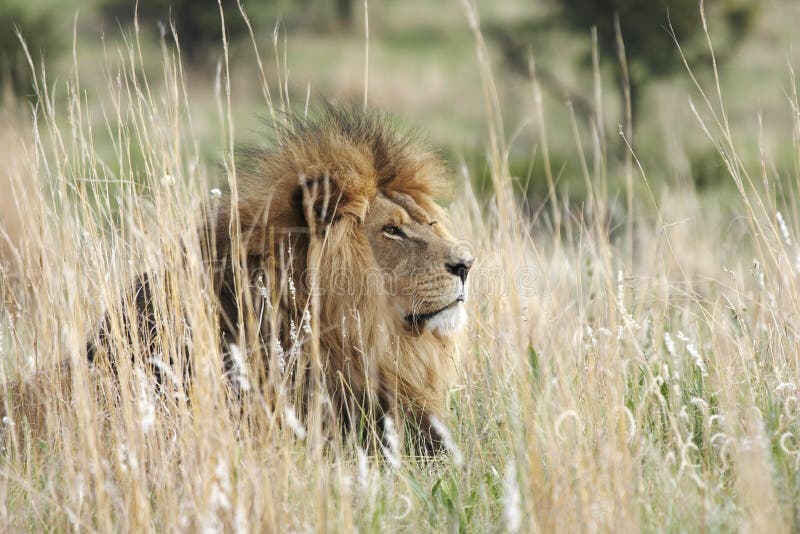 Male lion resting in grassland