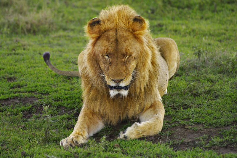 Male lion resting in green grass, Ngorogoro Crater