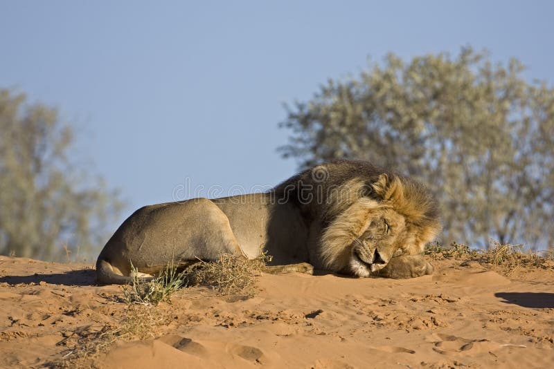 Male lion resting on top of sand dune