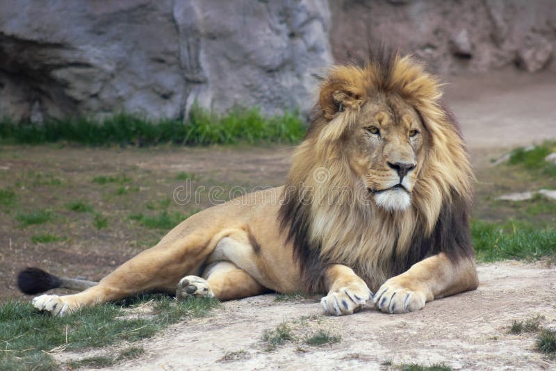 A Male Lion Rests in the Wild