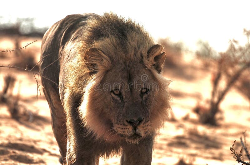 Male Lion with Scarred Ears Stock Image - Image of lion, rare: 244447925