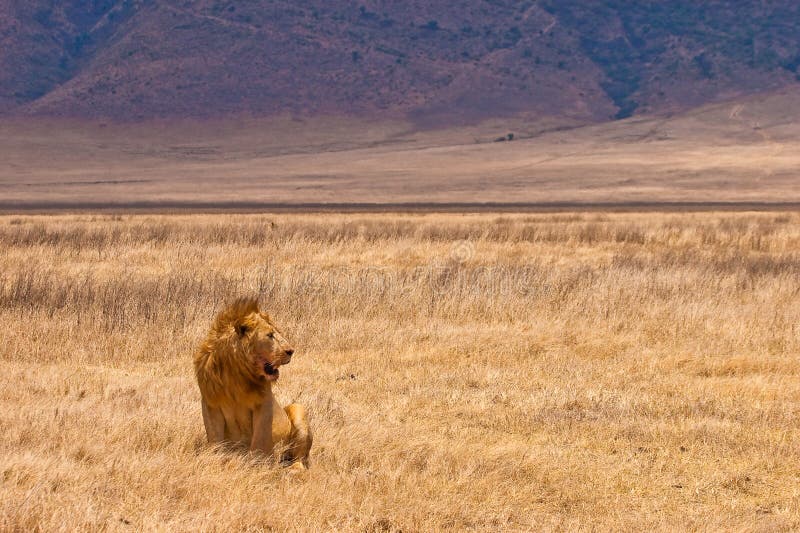 Male lion sitting in the dry yellow grass