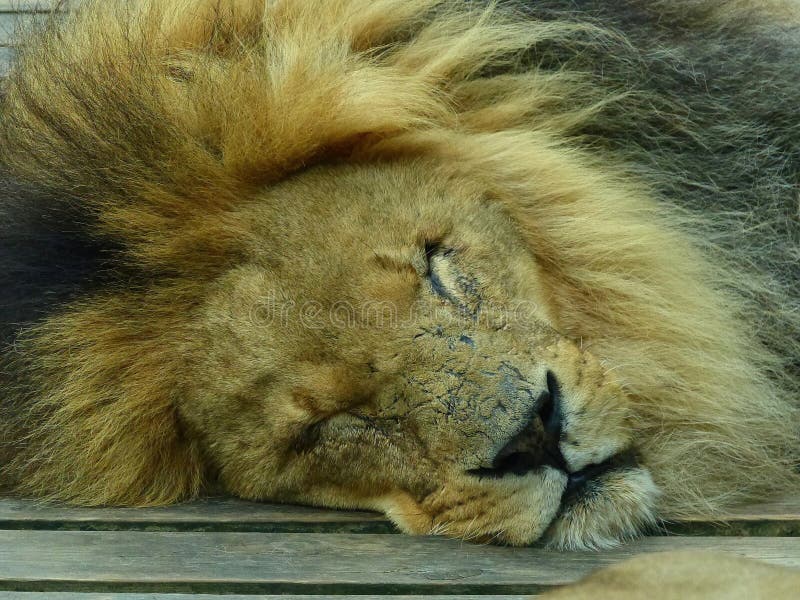 A lion sleep during the day