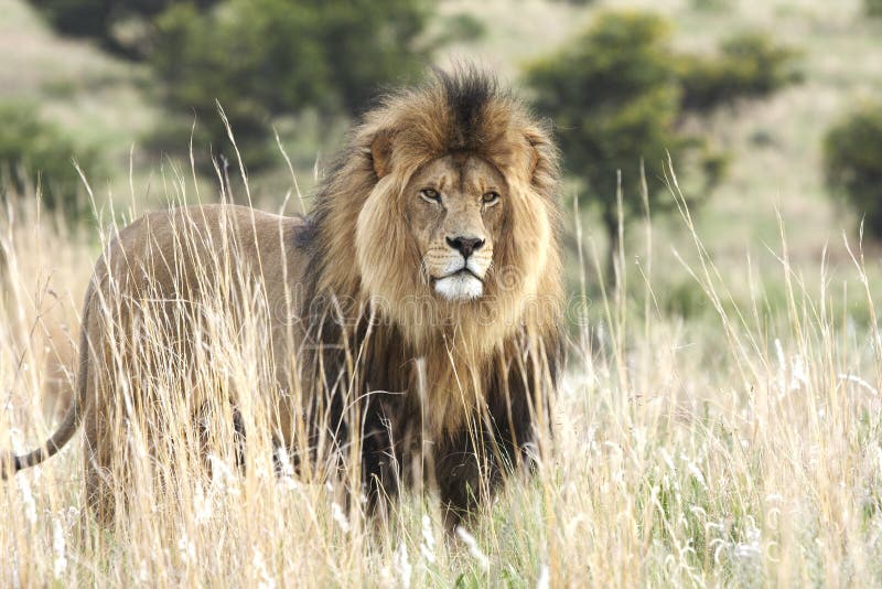 Male lion standing in grassland