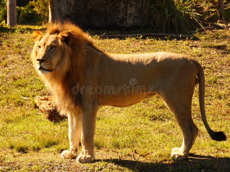 Male lion standing on side