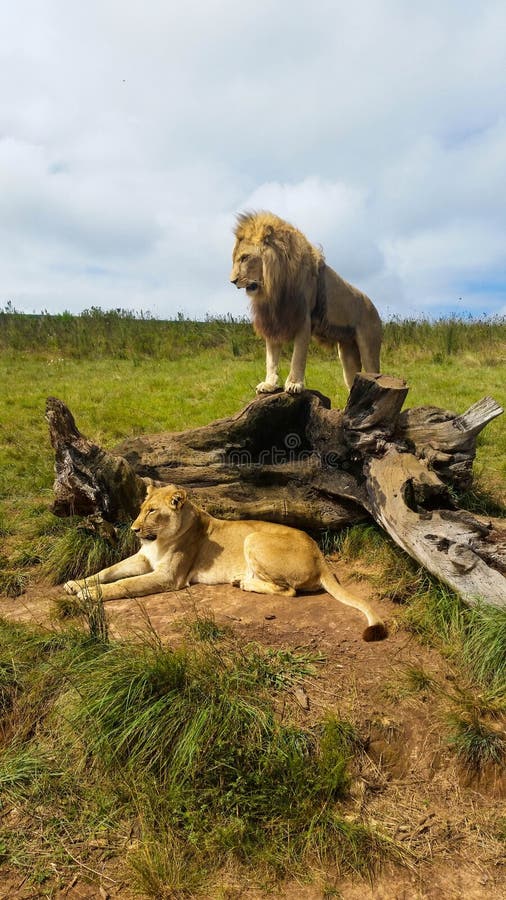 Male lion standing on tree stump with lioness lying on grass