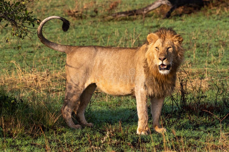 Male Lion Stands in Grassland Turning Head Stock Photo Image of male