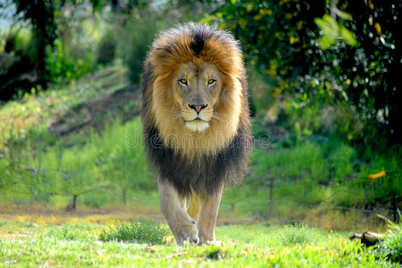 Male lion stalking prey and protecting his pride.