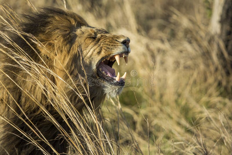 Male Lion Yawning South Africa