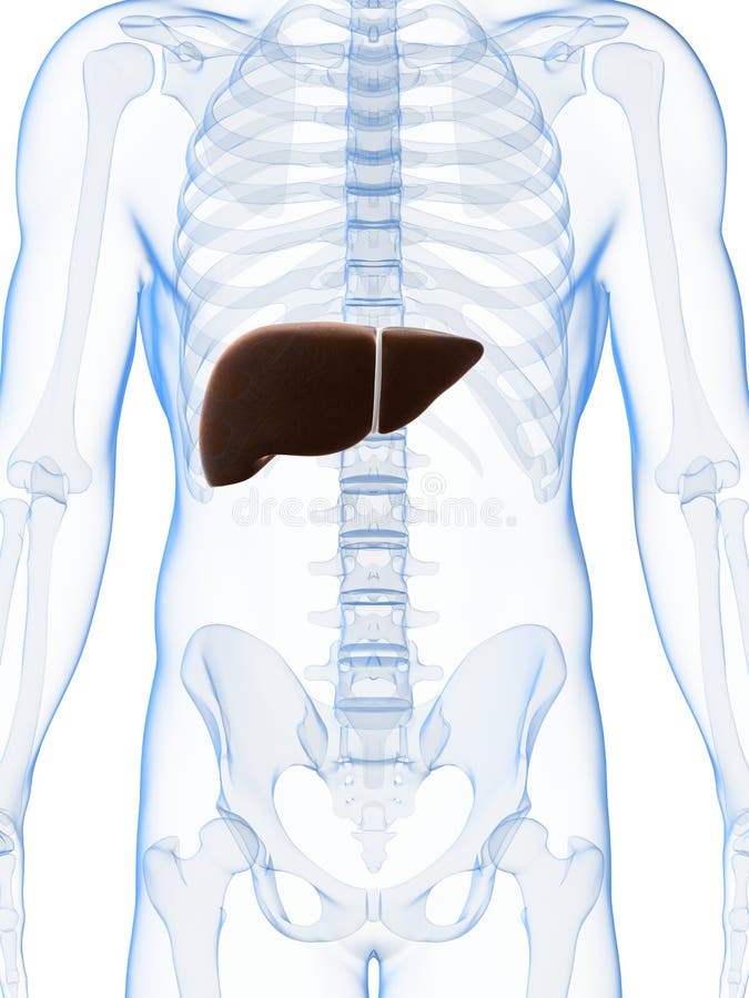 Male liver stock illustration. Illustration of organs - 28962298