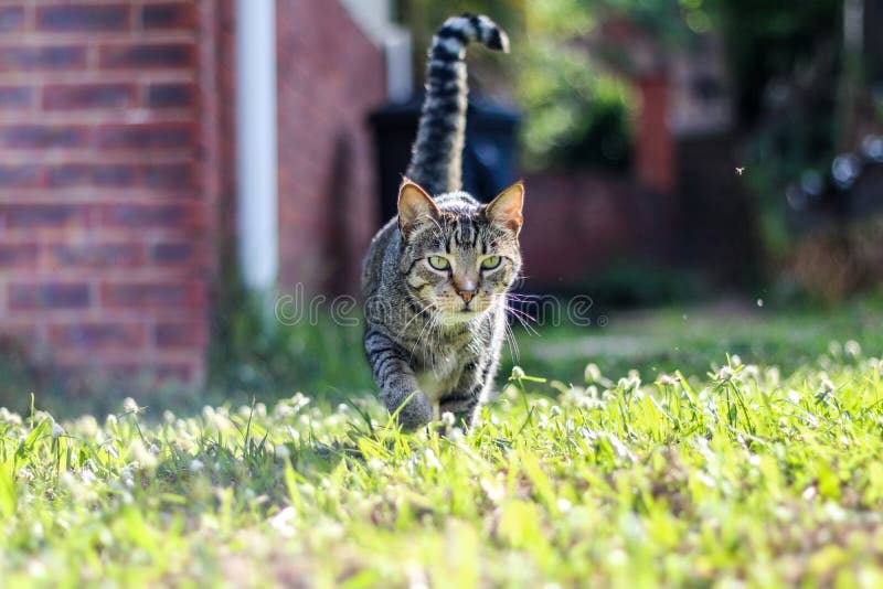 Domestic, Playful Male Mackerel Tabby Cat Walking Outside Stock Image