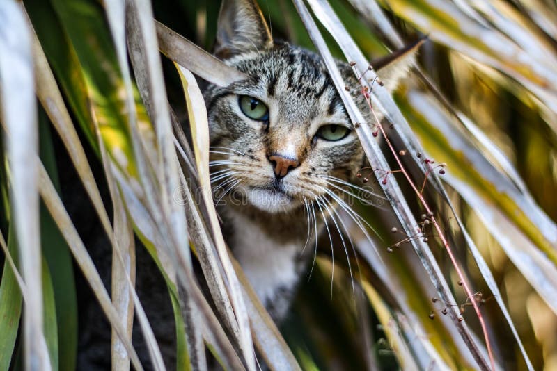Male Mackerel Tabby Cat Playing Outside Stock Photo Image of coat