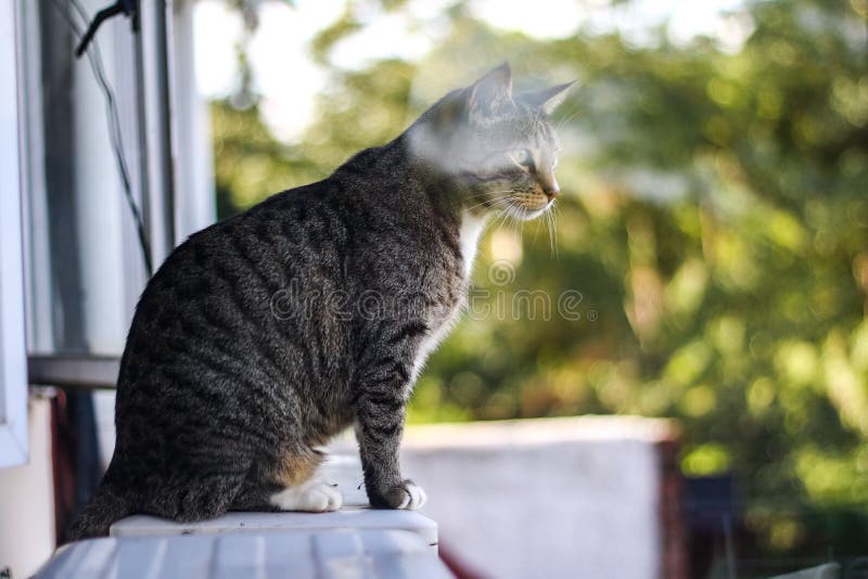 747 Tabby Cat Sitting Outside Window Stock Photos Free & RoyaltyFree