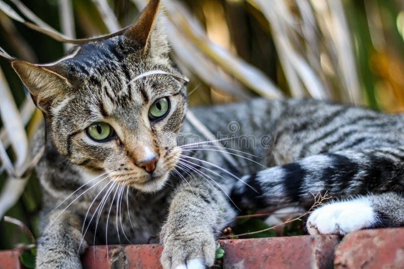 Close View of Mackerel Tabby Cat Playing on the Garden Bricks Stock