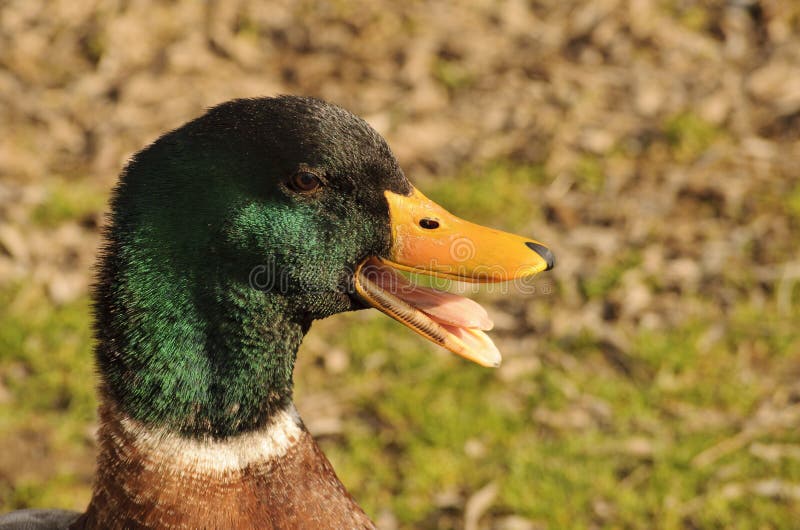 Closeup of a male mallard duck. Male mallard duck beak open stock images, royalty-free photos and pictures