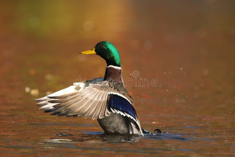 Mallard Duck on orange water in Fall at Dusk