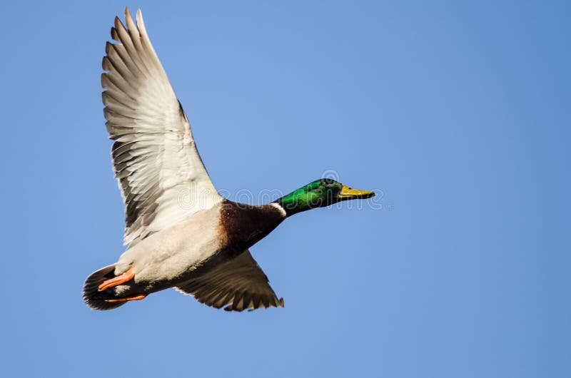 Mallard Duck Flying in a Blue Sky Stock Photo Image of north