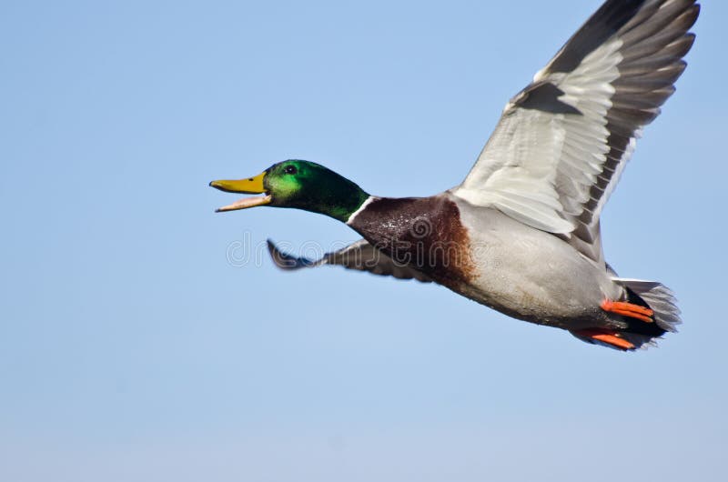Male Mallard Duck Flying in a Blue Sky Stock Image Image of duck