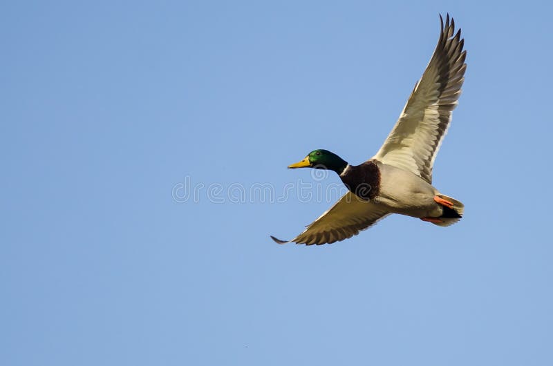Male Mallard Duck Flying In A Blue Sky Stock Image Image Of