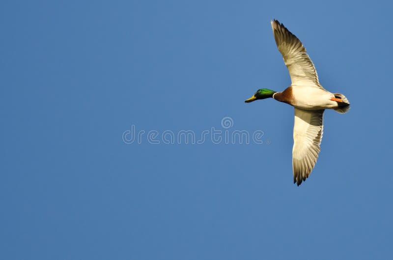 Male Mallard Duck Flying in a Blue Sky Stock Photo Image of waterfowl