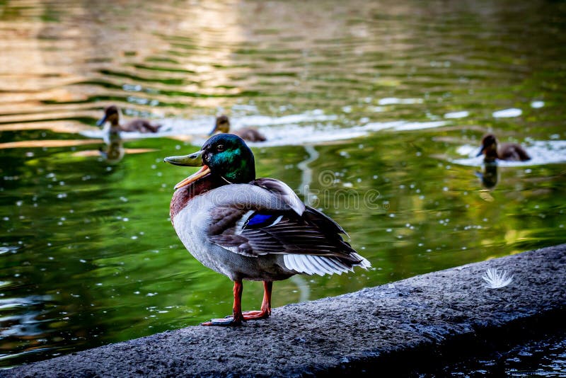A male mallard duck standing on the edge of a river with his beak open. Male mallard duck beak open stock images, royalty-free photos and pictures
