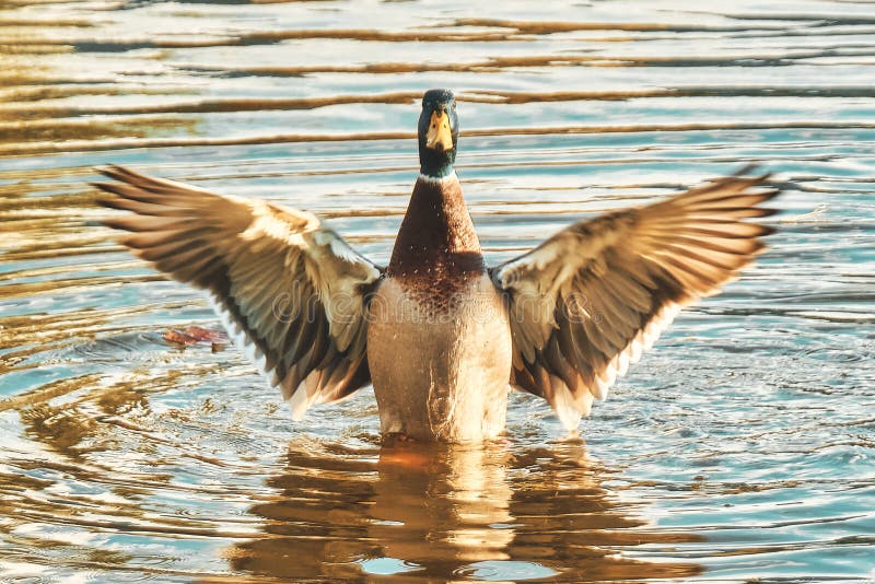 Male mallard duck with wings wide open. Male mallard duck beak open stock images, royalty-free photos and pictures