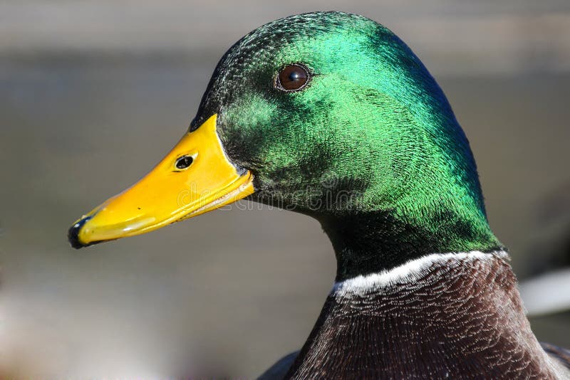 Male mallard duck on a wooden pier head portrait shot on a sunny day with nice shiny green feather