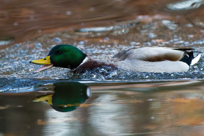 Male mallard swimming fast with open bill. Male mallard duck beak open stock images, royalty-free photos and pictures