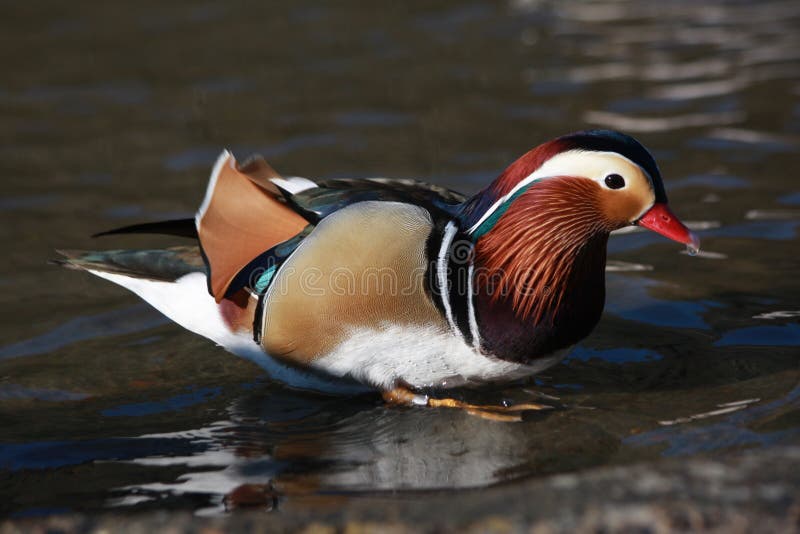 Male Mandarin Duck stock photo. Image of goose, male 13402626