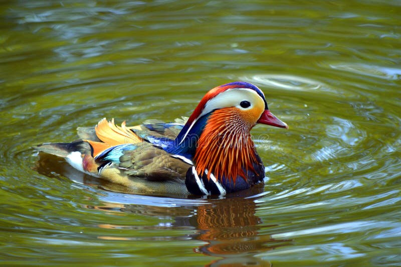 Male mandarin duck stock photo. Image of galericulata 72213502