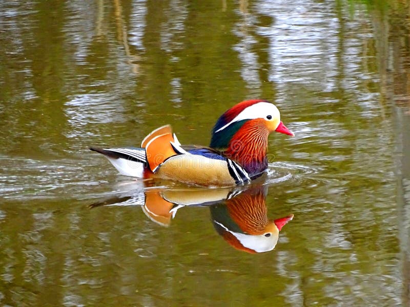 Male Mandarin duck stock photo. Image of cute, waterbird 272934870