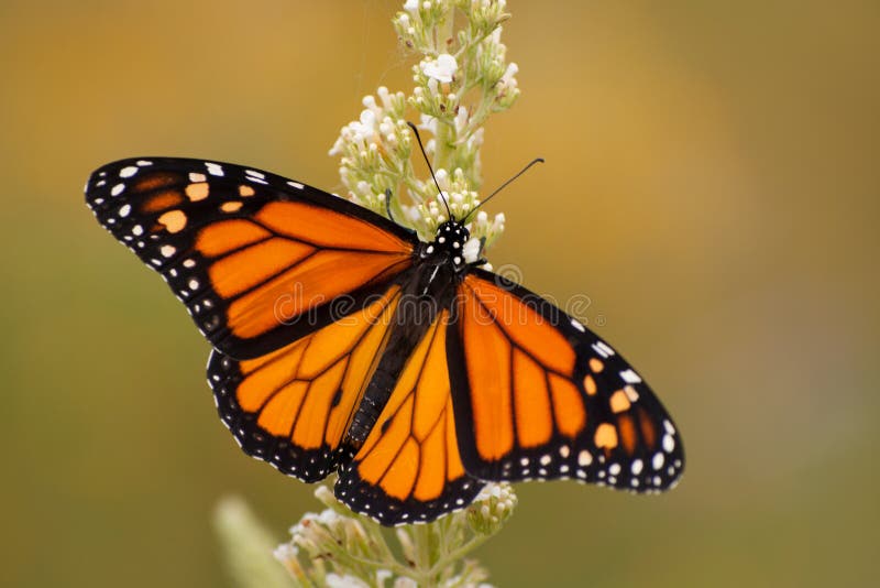 Male Monarch butterfly in summer garden