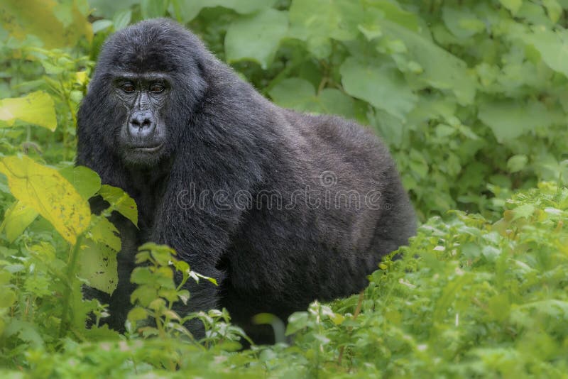 Silverback mountain gorilla in Bwindi, Uganda, Africa. Silverback mountain gorilla in Bwindi, Uganda, Africa