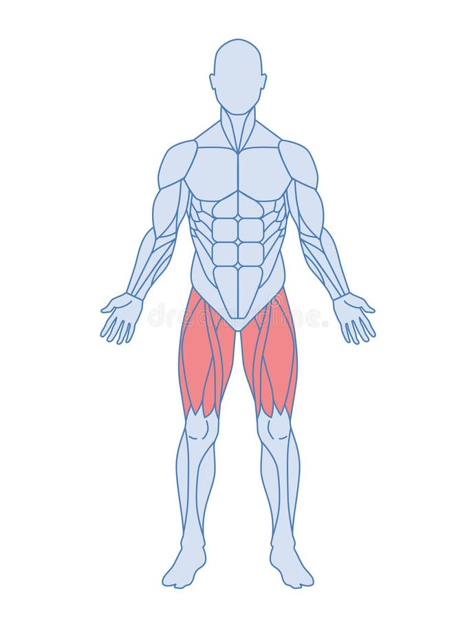 Male Muscle Anatomy Concept Stock Vector - Illustration of muscular ...