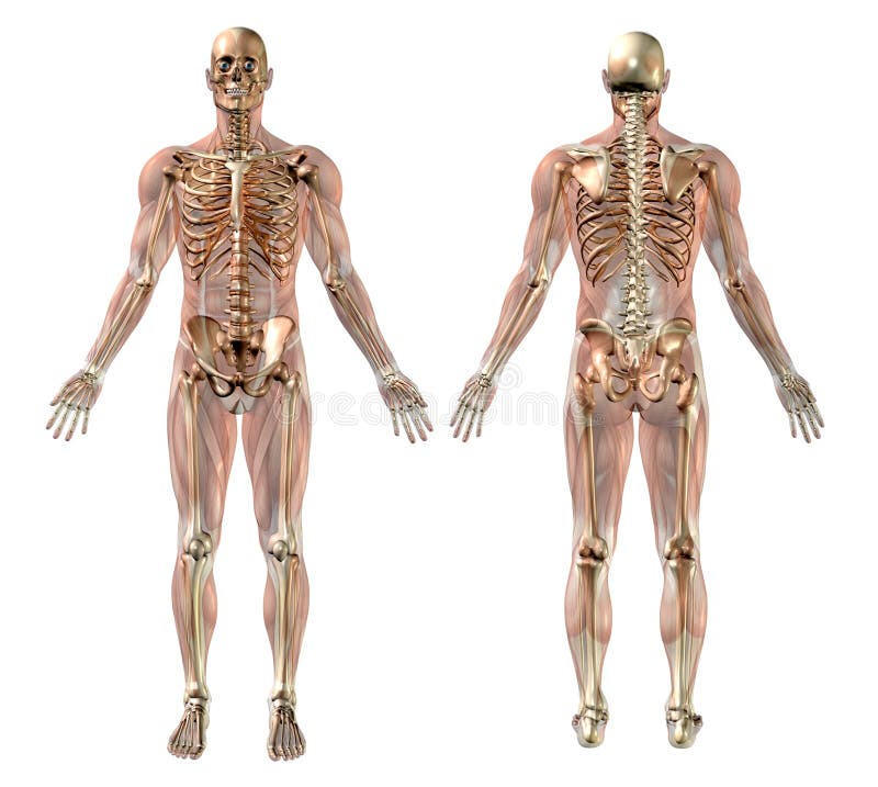 male muscles semi skeleton transparent ελεύθερη απεικόνιση δικαιώματος male muscles semi skeleton transparent ελεύθερη απεικόνιση δικαιώματος