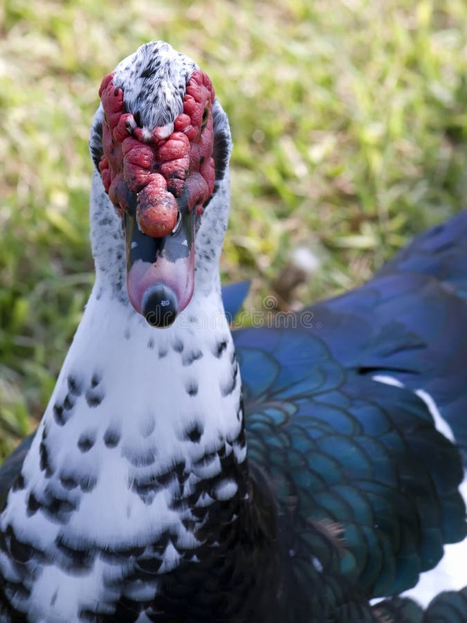 Male muscovy2