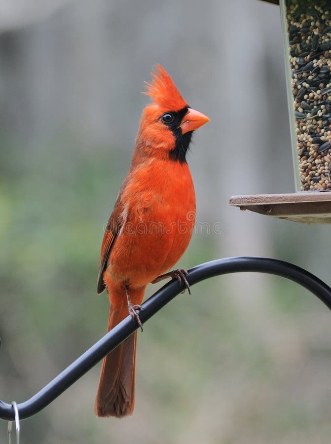 Male Northern Cardinal