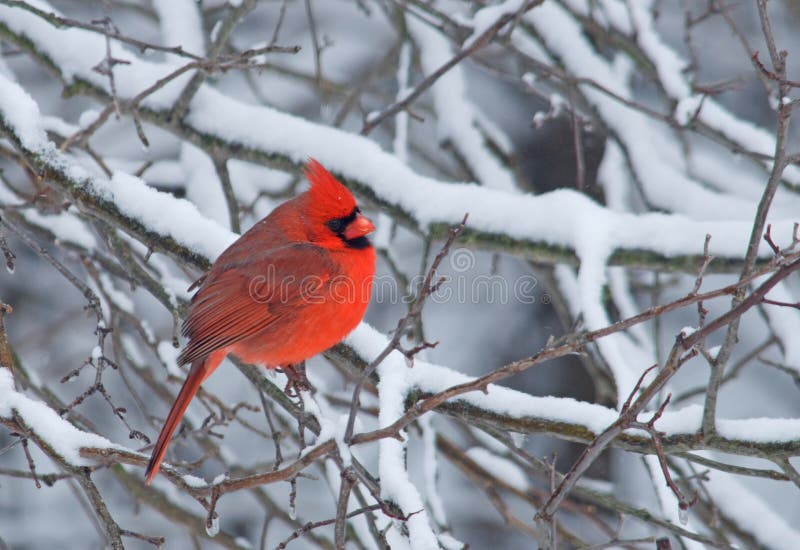 Male Northern Cardinal