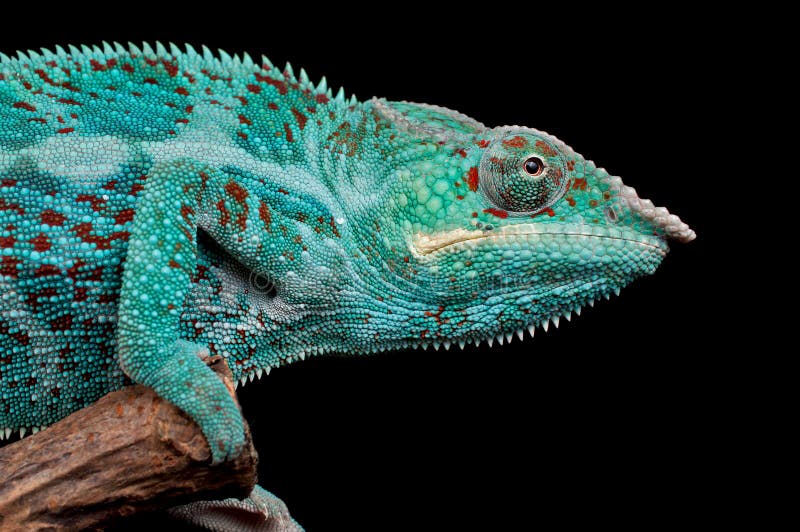 Nosy Faly Stock Photos - Free & Royalty-Free Stock Photos from Dreamstime