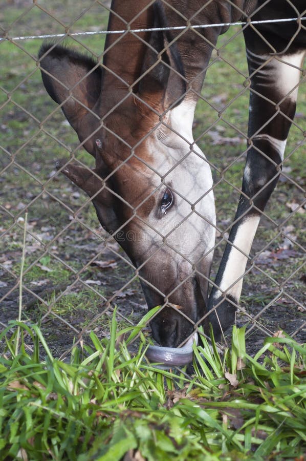 Male okapi, Okapia johnstoni, giraffid artiodactyl mammal native to the Ituri Rainforest, located in the northeast of the Democratic Republic of the Congo, in Central Africa.