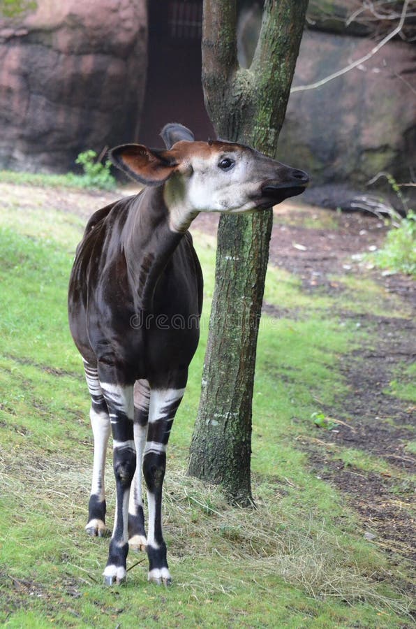 A male okapi stands near a tree