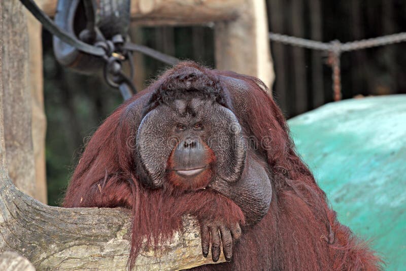 Male Orangutan royalty free stock photography