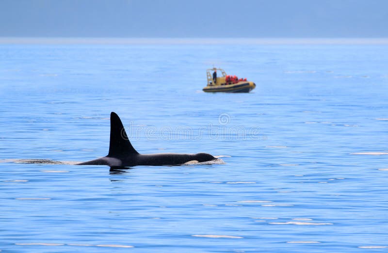Male Orca Killer whale swimming, with whale watching boat, Victoria, Canada stock photos Male Orca Killer whale swimming, with whale watching boat, Victoria, Canada stock photos
