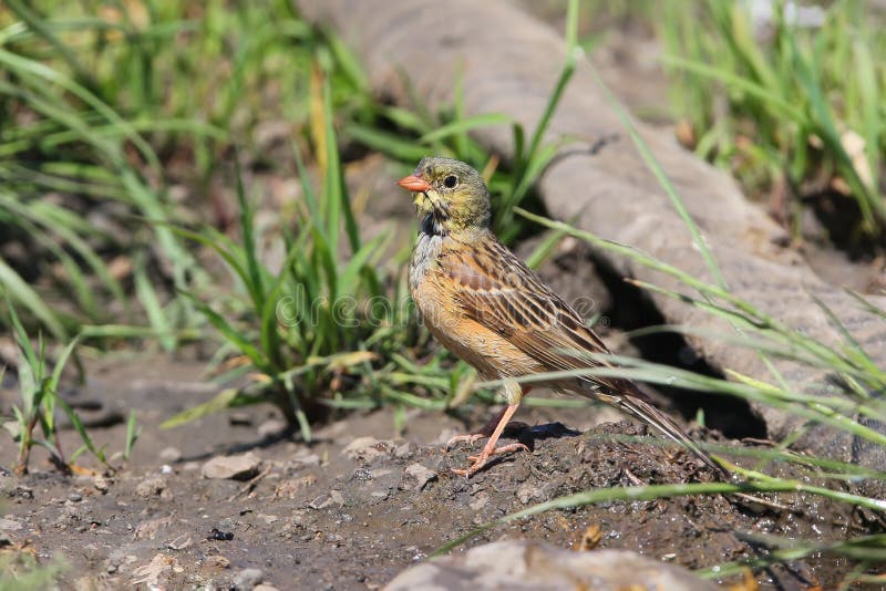 A male ortolan bunting stock image A male ortolan bunting stock image